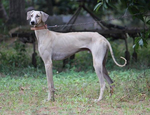 Native dog breed of india