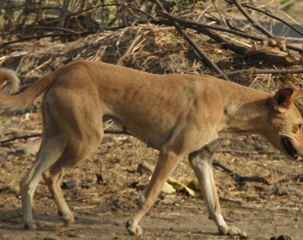 The Indian Pariah Dog: A legacy of loyalty, intelligence, and survival.