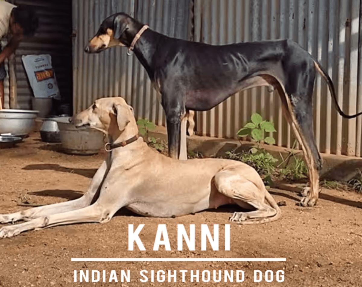 The Kanni Dog: Tamil Nadu’s Swift and Loyal Native Breed