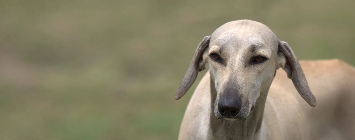 Chippiparai dog