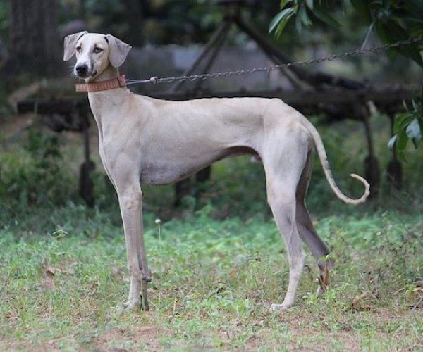 Native dog breed of india