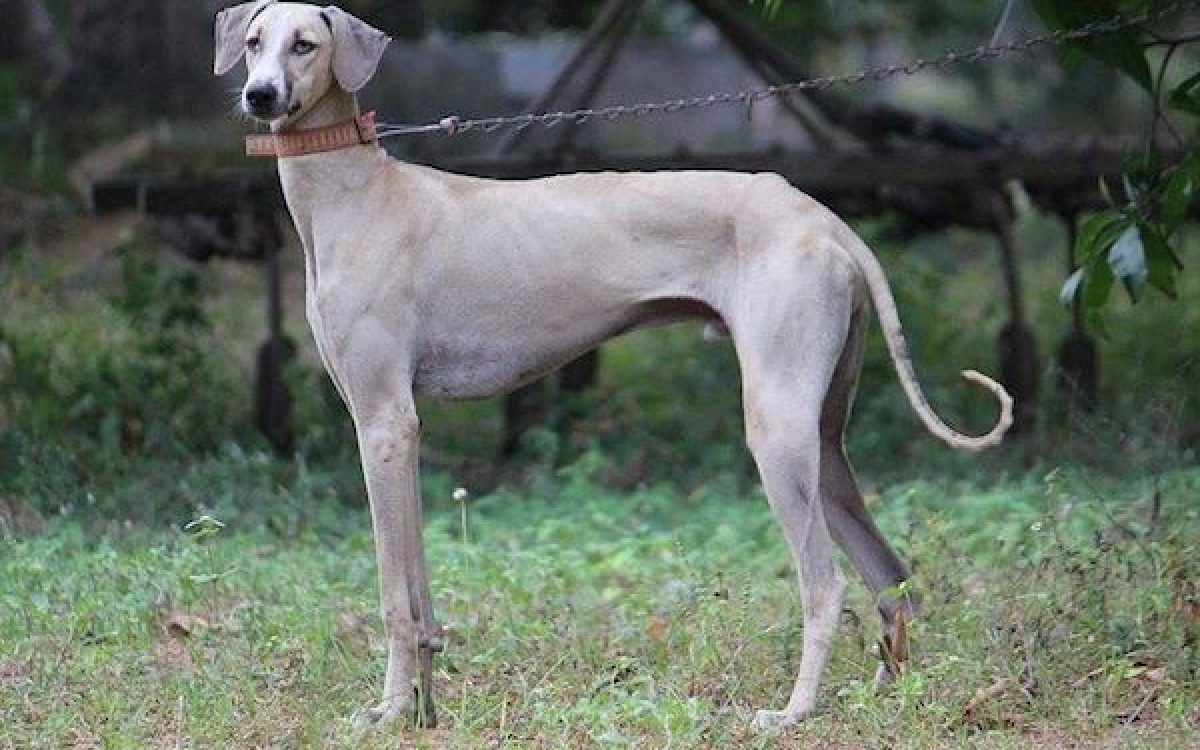 Native dog breed of india