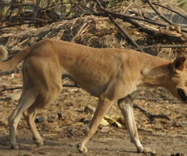 The Indian Pariah Dog: A legacy of loyalty, intelligence, and survival.