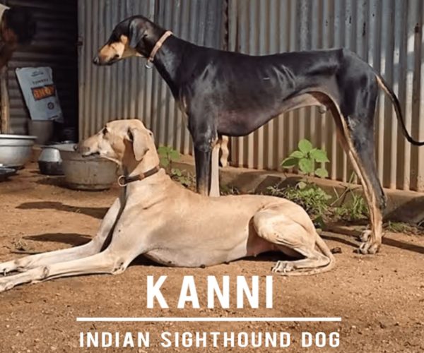 The Kanni Dog: Tamil Nadu’s Swift and Loyal Native Breed