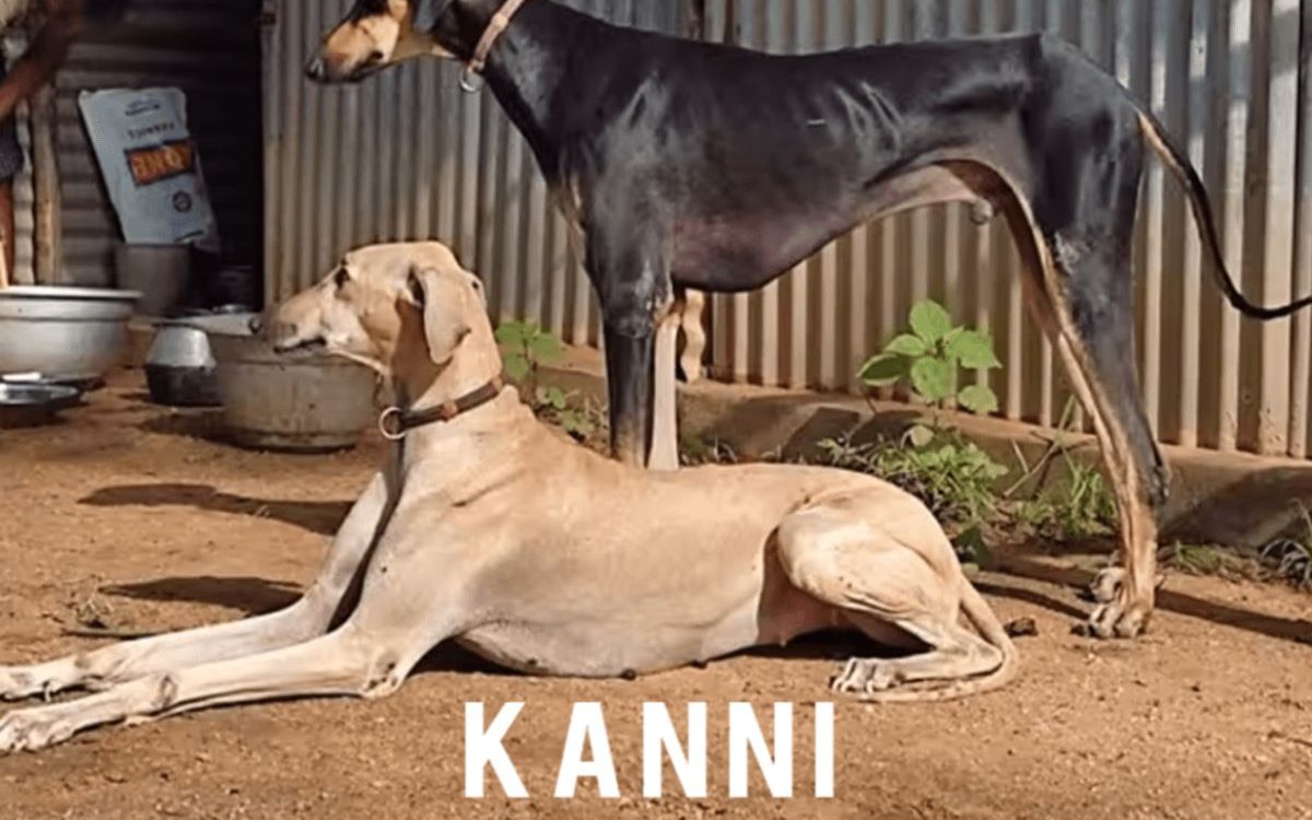 The Kanni Dog: Tamil Nadu’s Swift and Loyal Native Breed